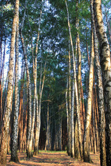 Beautiful forest in spring with bright sun shining through the trees