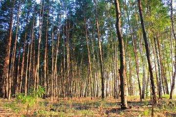 Beautiful forest in spring with bright sun shining through the trees