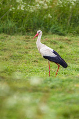 Storch auf Futtersuche 2