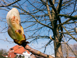 Diese große Knospe an der Kastanie steht kurz vor der Blüte. Es ist Frühling.