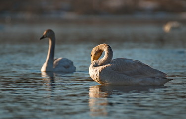 Russia. Altai territory. Protected freezing lake near the village of harvest in which live year-round wild swans and ducks.