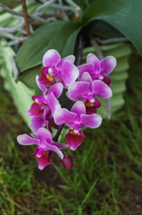 Branches of beautiful purple orchids in a flower pot on the grass.