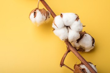 Cotton flowers on a soft yellow background. Copy space