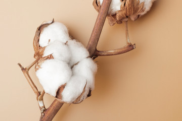 Cotton flowers on a soft brown background. Close up. Copy space
