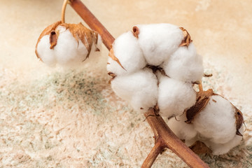Cotton flowers on a textural background. Close up. Copy space