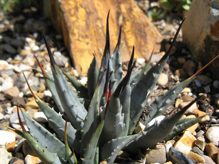 closeup of green blue grey agave small succulent
