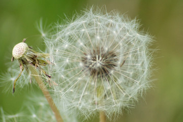 close up of dandelion on green background