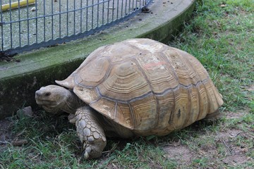 Obraz premium turtle on grass