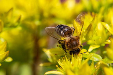 Bienen auf gelben Blüten