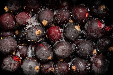 Close up of black currant berries frozen with ice