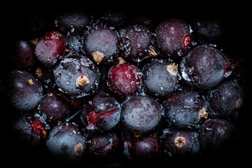 Close up of black currant berries frozen with ice