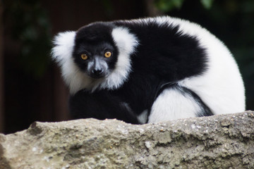 ring tailed lemur on branch of a tree