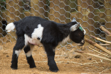 baby goat in enclosure
