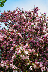 Obraz premium Pink flowers blooming in the spring