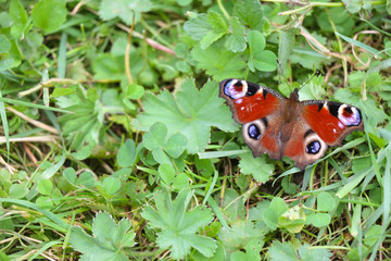 butterfly on grass