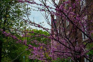 Pink flowers blooming in a beautiful spring day