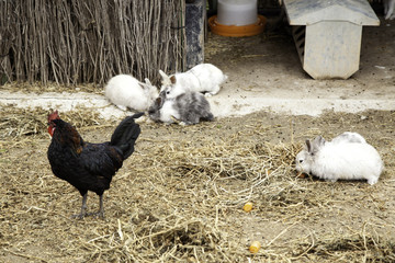 Rabbit angora farm