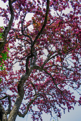 Looking up at a blooming tree in spring