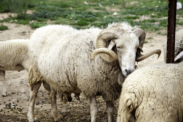 Obraz premium Sheep in farm