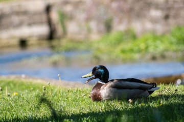duck on grass next to river