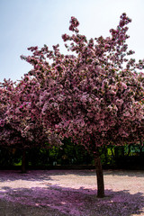 Pink flower tree blooming in the springtime