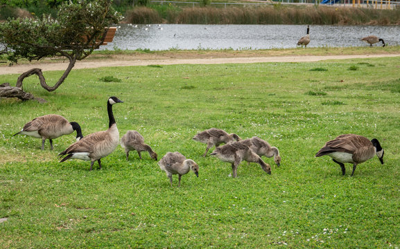 Geese and goslings forage for food at Dennis the Menace Park in Monterey, California.   - Powered by Adobe