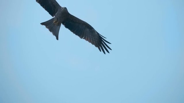 A falcon circling in the blue sky, and as a bird predator looking out for prey, Goa, India. Slow mo, slo mo, slow motion, high speed camera