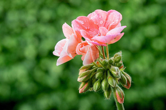 Geranium rosa - Pelargonien - with raindrops - close-up
