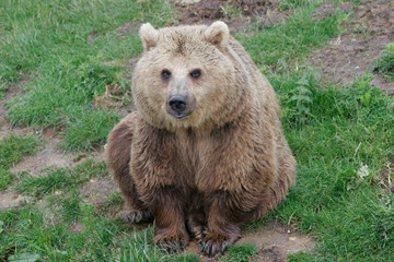 Obraz na płótnie Canvas european brown bear, captive
