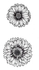 Floral Illustration - Calendula