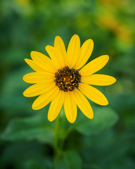 Southeastern sunflower - Helianthus agrestis