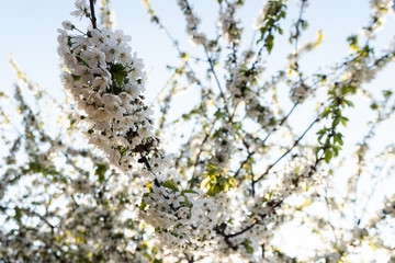 blossoms in a tree