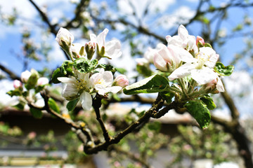 Blooming