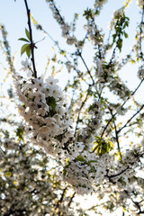 blossoms in a tree