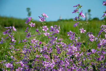 Obraz premium field of purple flowers