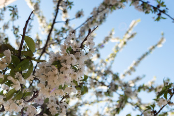 blossoms in a tree