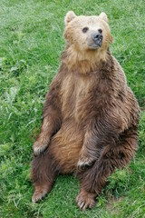 Obraz premium european brown bear, captive