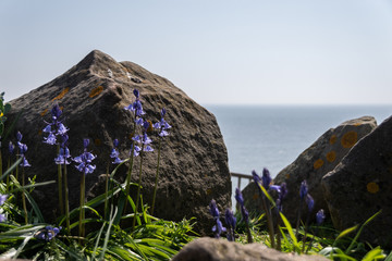 bluebells in front of a rock
