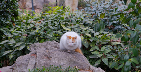 White-ginger cat sitting on stone and looking forward in the park