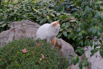 White-ginger cat sitting on stone and looking right in the park