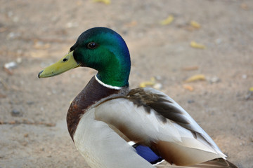 Drake head close up on a background of brown sand
