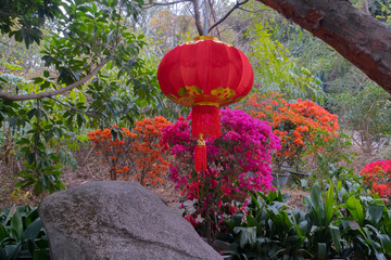 Red lantern symbol of chinese new year culture holiday - spring festival or lantern festival, located at China, Xiamen near botanical garden