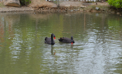 Black swans pair swimming in water pond in park located at China, Xiamen
