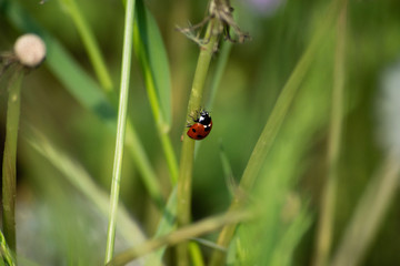 ladybird on flower