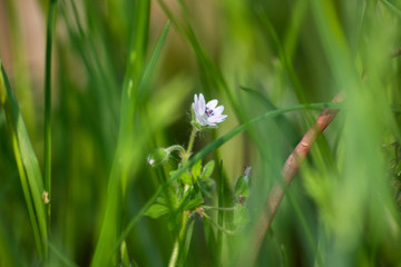 flower in grass