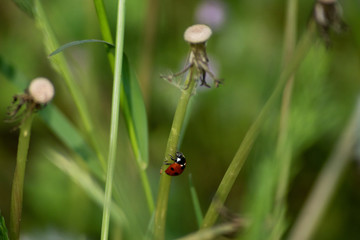 ladybird on flower