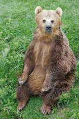 Obraz premium european brown bear, captive