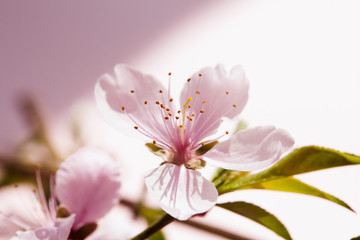 Beautiful peach blossom on pink background under strong light 