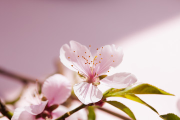 Beautiful peach blossom on pink background under strong light 