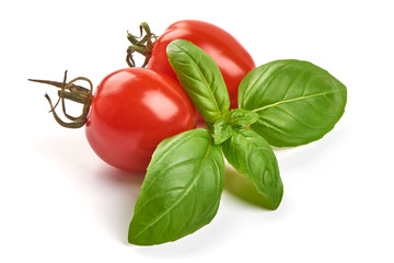 Fresh organic basil leaves with tomatoes, close-up, isolated on white background.